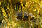Isopoda ambientato...