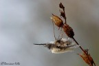 Ciao a tutti
Ecco una versine ambientata dello spadaccino
Canon 100mm. macro f2.8
f14
1/4 sec
e qualche scatto in Focus stacking

HR
http://dl.dropbox.com/u/57928059/macro/2012/Bombylius_major_2_HR.jpg

C&C molto graditi
Damiano