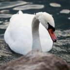 Cigno