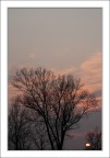 Quando gli alberi bruciano