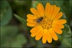 In mancanza d'altro... mosca!