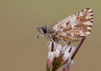 Pyrgus malvoides...