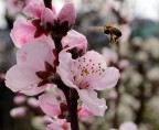 ISO 200
F/11
1/320s
55mm

Tra i primi tentativi di macro.