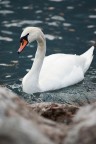 Cigno