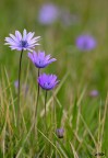 la primavera  arrivata..