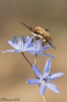 lo spadaccino sulla Scilla
Canon 100mm. f2.8 macro
f11
1/30 sec
ISO 200

HR
http://dl.dropbox.com/u/57928059/macro/2012/Bombylius_scilla_2HR.jpg

C&C molto graditi

Damiano
