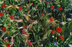 in mezzo ad un campo di grano. ottica 50 f1,4, pellicola ultra 50. (l'immagine postata  stata scansionata da ingrandimento 30x20 a 150 dpi e quindi ridotto come da indicazioni per l'invio sul sul web con il lato pi grande a 1024 e dimensione massima 250 kb)