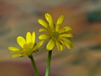 fiori gialli