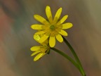 fiori gialli 2