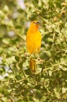 African birds