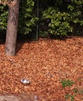 il Giardino S'Fiorito?