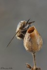 Voleva a tutti i costi conoscervi cos vi presento anche Aramis :D
100 macro
f.9
1/60 sec
ISO 200
21 scatti

HR
http://dl.dropbox.com/u/57928059/macro/2012/AramisHR.jpg