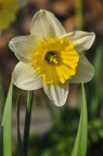 un narciso