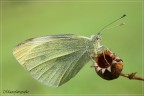 Pieris