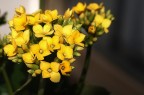 Primavera