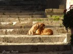 Coccole