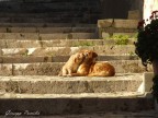 Madre e cucciolo