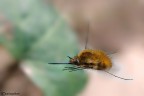 Bombyllus in volo