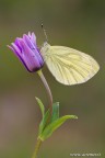 In questo periodo questa  una delle farfalle pi comuni.

Canon 7D - Sigma 180 mm - luce led - treppiede