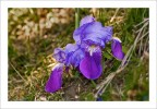 Avrei preferito intitolarla con il nome del fiore, ma ammetto la mia ignoranza. Se qualche buon cuore pu suggerirmelo sar grato e se potesse anche indicarmi un metodo per diventare autosufficiente non disturber pi per questo motivo.
Foto scattata con Canon 400D e Tamron 70-200 f/2.8 @ 89mm e f/5,6 per 1/60 a 400ISO. Singola esposizione e normale PP con Aperture 3 e ridimensionata incorniciata con PSE 9.
Commenti e critiche gradite.