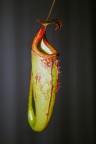 Nepenthes x maxima Nepenthes x maxima