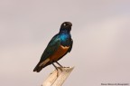 Storno africano