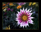 Forme e colori