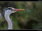 Camargue # 32