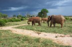 Parco nazionale Tsavo Est - Kenya 2012

canon 40d
ISO 1250
TV: f8
AV: 1/20