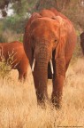 Parco nazionale Tsavo Est - Kenya 2012

canon eos40d
iso 500
av: f8
tv: 1/60