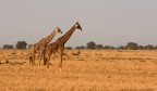Africa