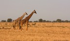 Parco Nazionale Tsavo East

canon eos40d
ISO 500
AV f10
TV 1/640