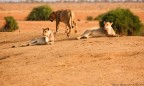 Parco Nazionale Tsavo East

canon eos 40d
sigma 150-500
ISO 500
av:f8
tv: 1/500