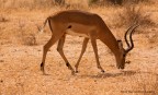 Parco Nazionale Tsavo East

canon eos 40d
Sigma 150-500
ISO 500
av: f8
tv: 1/1600