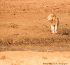 Parco Nazionale Tsavo East

canon eos 40d
Sigma 150-500
ISO 500
av: f8
tv: 1/500