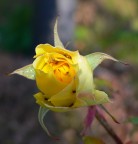 rosa con ospiti