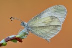 Lepdidea sinapis