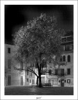 the tree of the bright leaves