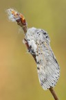 Cerura vinula
