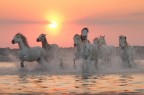 Camargue horses