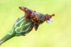 Myopa