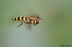 Eupeodes corollae in volo