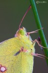Colias crocea (Geoffroy 1785) Limoncella