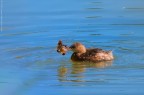 Tuffetto giovane con preda (Tachybaptus ruficollis)