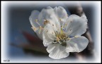 Sogno di un pomeriggio di inizio primavera...