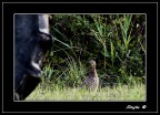 Canon 50D
Canon 100-300 (300)
F: 5.6 1/300 ISO 800
A mano libera nel primo mattini