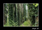 Canon 50D
Tamron AF 17-50 F2,8 Di II VC (30)
F: 4.5 - 1/100 ISO 100