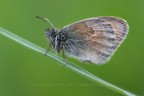 Canon Eos 1DMark IV,
Sigma 150mm F2.8 EX DG OS HSM APO Macro,
1/10 sec f/14 iso 400
scatto remoto, alzo specchio, pannellino a led.

Prima esperienza con questo tipo di fotografia.
Non siate clementi.