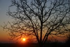tramonto+albero tramonto+albero