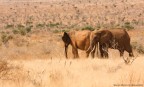 Africans elephants